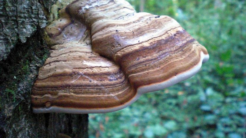 Zunderschwamm