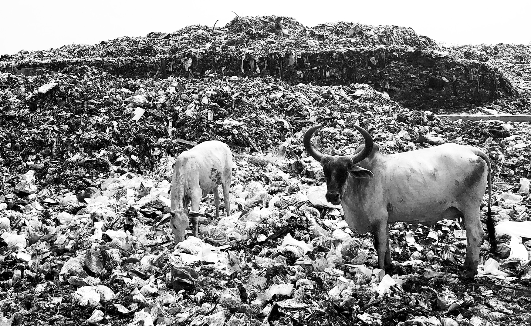 Bild 2 – Pop & Zebra, Unsplash, 2020